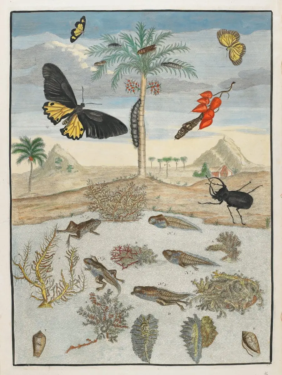 Hand-coloured etching from Maria Sibylla Merian's seminal Metamorphasibus Insectorum Surinamensium, the product of two years of research — from 1699 to 1701 — in the then-Dutch colony of Surinam. It was first published in 1705 in Amsterdam, with a number of subsequent editions issued over the next decades.