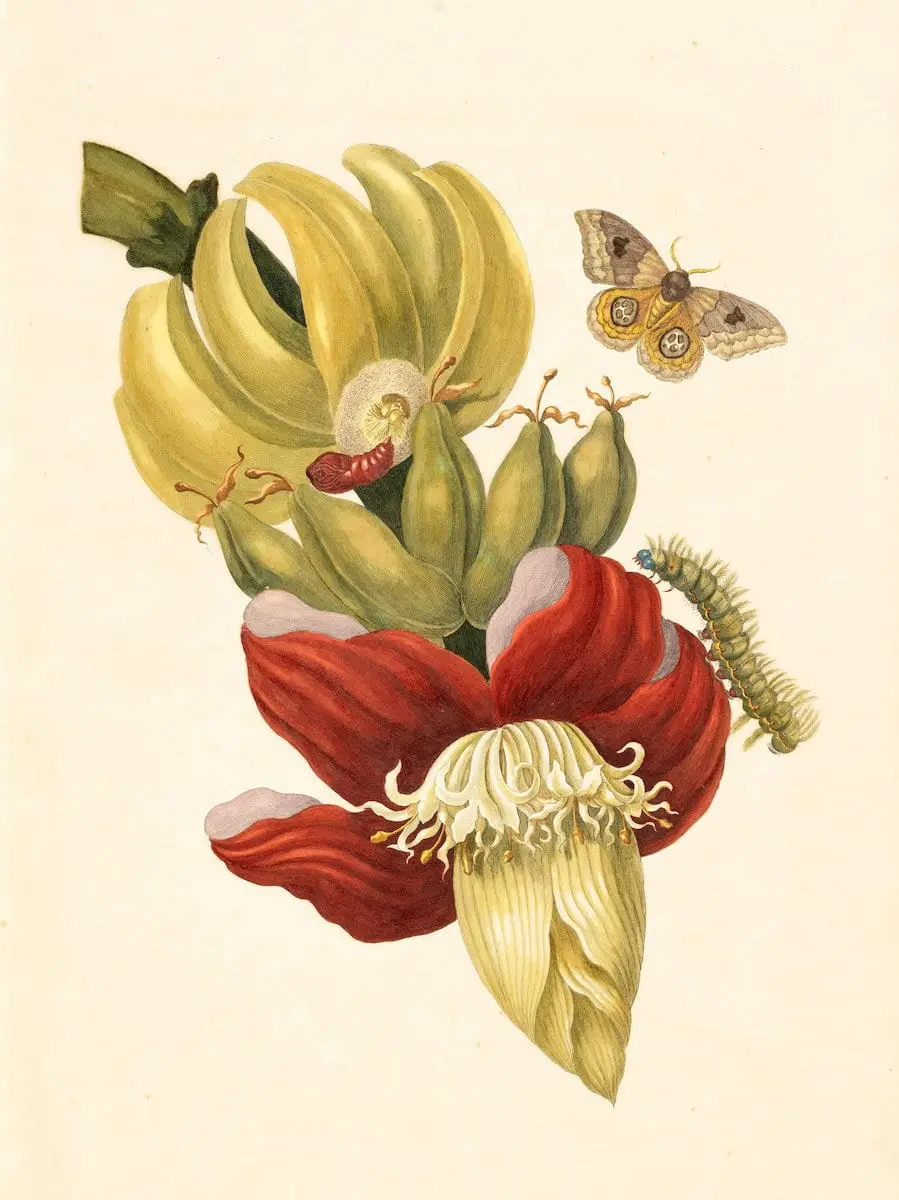 Engraving from Maria Sibylla Merian's pioneering Metamorphosis insectorum Surinamensium (Insects of Suriname), first published in 1705. Merian had travelled to Dutch Surinam in 1699 to study and record the tropical insects, a trip she self-funded, an unsual practice at the time, especially for a woman.